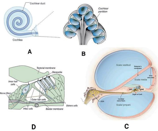 Picture 3. Structure Cochlea. 4
