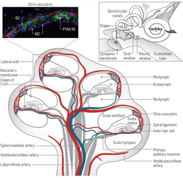 Picture 4. Vascularization Cochlea. 5