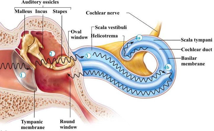 Picture 5. Process Physiology Hearing.