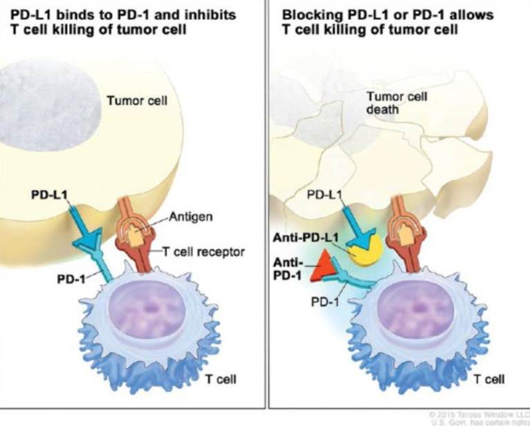 Mechanism Work Immune Checkpoint Inhibitors