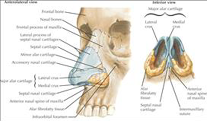 Structure bone And cartilage nose 
