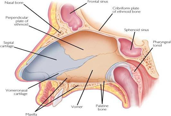Structure bone And cartilage septum 