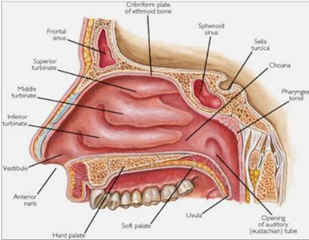 Picture 2.1 Anatomy Nose