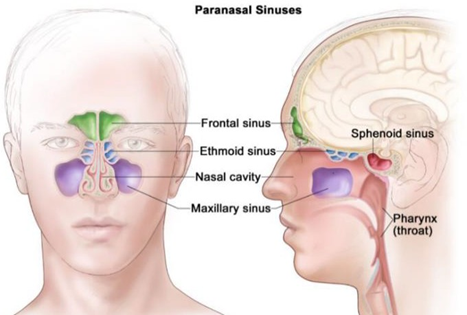 Picture 2.3 Anatomy Sine Paranasal