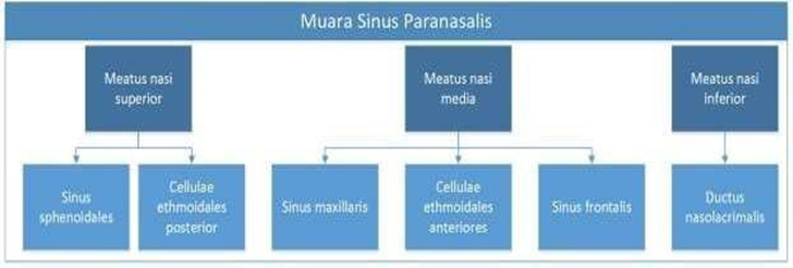 Picture 2.4 Charts estuary sine paranasalis