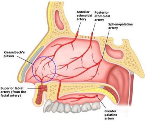Circulation blood septum 