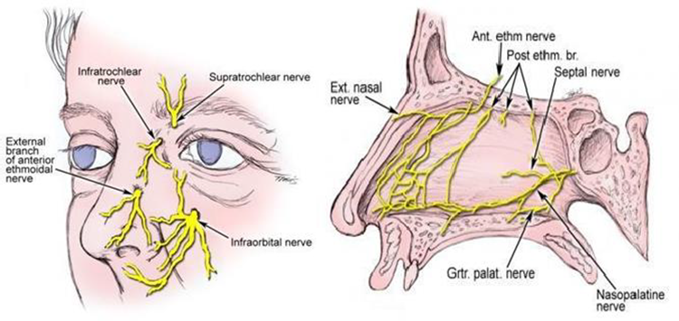 Nerves nose 