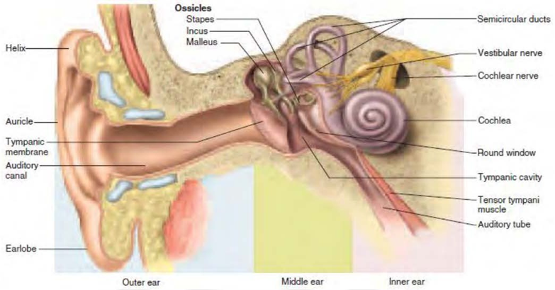 Picture 1. Anatomy ear. 