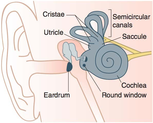 Picture&nbsp;4. Inner&nbsp;ear . 7