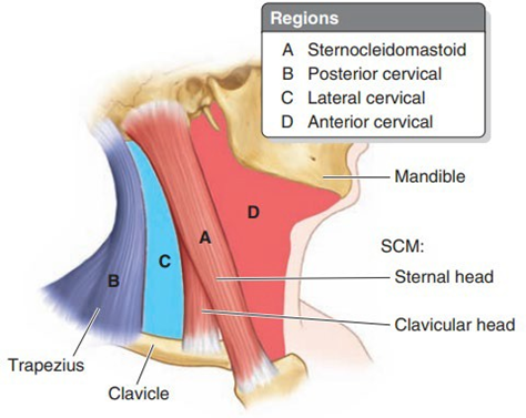 Picture 2. Region triangle on neck 8