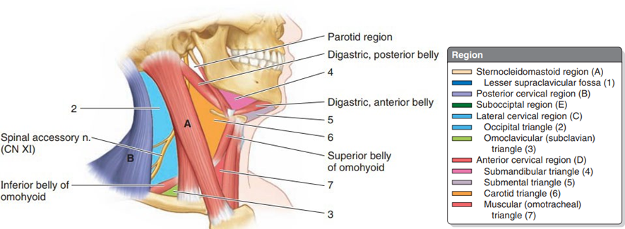 Picture 2. Region triangle on neck 8