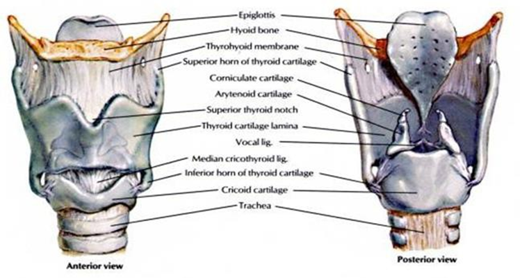 Picture 1. Structure larynx 5
