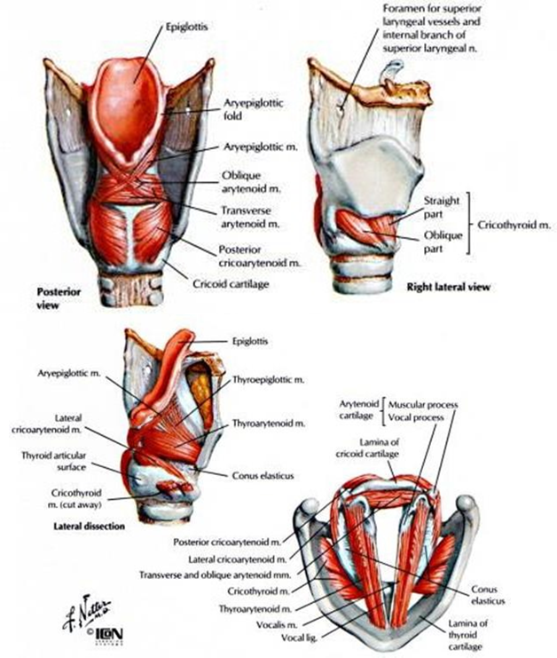 Picture 3. Muscles Larynx 5