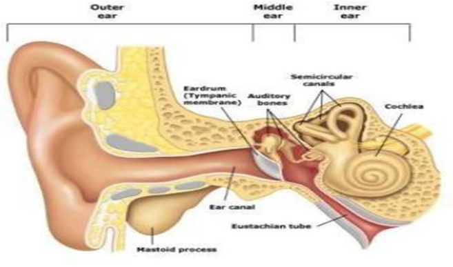 Picture 1.2 Cochlea And anatomy ear 15