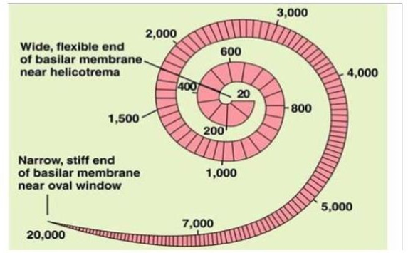 Picture 4 Width Membrane Basilaris from Basal to Apex. 15