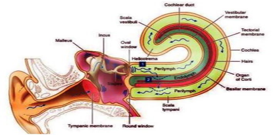Picture 5 Physiology Hearing. 15